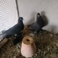 کبوتر
