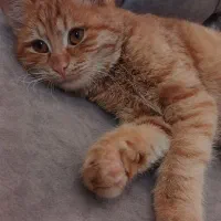 گربه نر|گربه|یزد, |دیوار