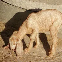 بز پاکستانی دوقلوزا با دو کهره نر ماده چراگی|حیوانات مزرعه|جیرفت, |دیوار