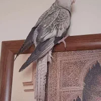 عروس هلندی گمشده|حیوانات|اصفهان, سیچان|دیوار