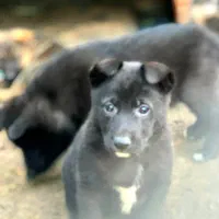 واگذاری توله ژرمن شیپرد شولاین