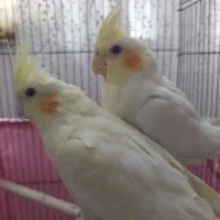 ۲ عدد عروس هلی ۶ ماهه با قفسه و غذا
