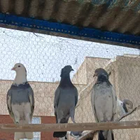 کفتر یا کبوتر پرشی