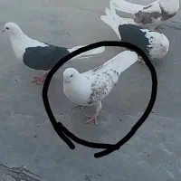 کبوتر دوبال پشتدار|پرنده|مینودشت, |دیوار