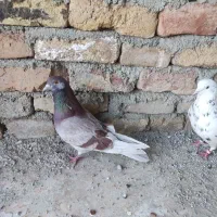 کفتر تهرانی سفید مهر ماده پیس خال پیس کله دم سبز