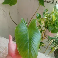 گل باباآدم(فوری)|گل و گیاه طبیعی|صحنه, |دیوار