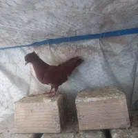 ۲عددماده سرخ درجه ۱|حیوانات مزرعه|سیلاخور, |دیوار