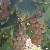 انگور شاهرودی سر  باغ