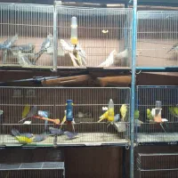 بورس«عروس‌هلندی‌کوتوله‌مرغ‌عشق‌مرغ‌وخروس‌‌