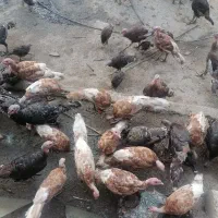 بوقلمون چهار ماهه 750 سه ماهه 600 دو ماهه 500|حیوانات مزرعه|ساری, |دیوار