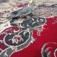 عروس هلندی‌نر|پرنده|رامیان, |دیوار