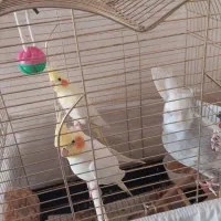 تعدادی عروس هلندی بالغ وجوجه
