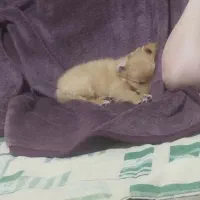 سگ بی سروصدا 2 ماه