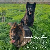 سگ گمشده|حیوانات|تربت‌حیدریه, بالا ولایت|دیوار