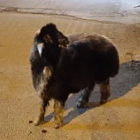 بره نر تخمی قد بلند کشیده|حیوانات مزرعه|بهبهان, |دیوار