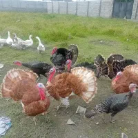 بوقلمون نر وماده بور بور و انگلیسی|حیوانات مزرعه|دابودشت, |دیوار