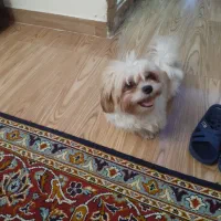 واگذاری ۲عدد سگ خانگی