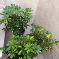 باباادم|گل و گیاه طبیعی|نیشابور, شهید بهشتی|دیوار