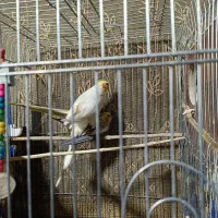 عروس هلندی|پرنده|سراوان, |دیوار