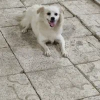 پامرین  شیتزو