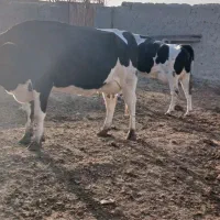 گاو آبستن شیر بالا