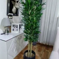 درختچه های کنار سالنی
