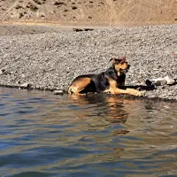 سگ نژاد دار|سگ|مشهد, شهرک امام سجاد|دیوار