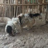 سگ پاکوتا زبرو زرنگ چالاک