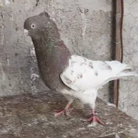 جفت کفتر کله ابر،کله سرخ