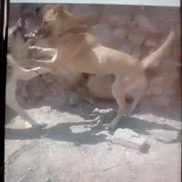 سگ سرابی