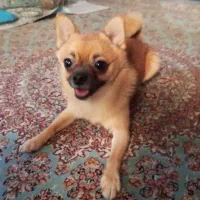 سگ شی واوا عروسکی|سگ|رشت, بلوار گیلان|دیوار