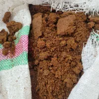 کشمش مخصوص ابگیری|خوردنی و آشامیدنی|لاهیجان, قیام|دیوار