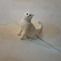 گربه یکدست سفید