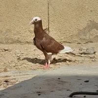 کبوتر اسکندر