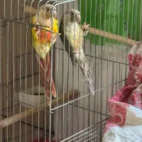 طوطی گرینچک