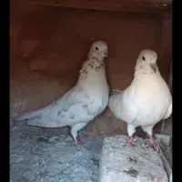 کفتر یه جفت خال پیس|پرنده|ری, شهرک نظامی|دیوار