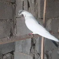 کبوتر|پرنده|میناب, |دیوار