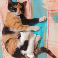 بسیار بازیگوش)نه خرابکار( و دوسداشتنی ، سماهه