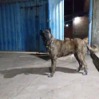 سگگله|سگ|قم, قلعه صدری|دیوار