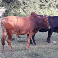 فروش گوساله های پرواری دورگ وگیلکی|حیوانات مزرعه|گمیشان, |دیوار