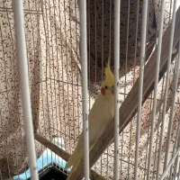 عروس هلندی بالغ|پرنده|ساری, |دیوار