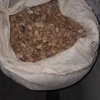 باقلا بذر فیز کشت۱۴۰۴|خوردنی و آشامیدنی|جلین, |دیوار