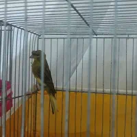 قناری  جوجه پارسالی نروماده دوسر خارجی