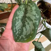 گل پتوس ببری و سبز قلمه و گلدونی