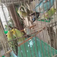 عروس و مرغ عشق|پرنده|فومن, |دیوار
