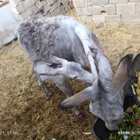 خر یا الاغ جوان به همراه کره ماده چند روزه|حیوانات مزرعه|نجف‌آباد, گلدشت|دیوار