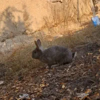 یه جفت خرگوش|موش و خرگوش|گنبد کاووس, |دیوار