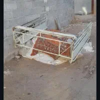 باربند سنندجی وانت