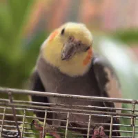 ۲عددعروس هلندی نر دستی وسخنگو ومرغ مینادستی وسخنگو|پرنده|یزد, |دیوار