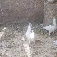 دوتا یال الماسی نر